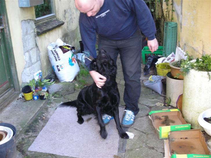 Blanding af racer yankie billede 17