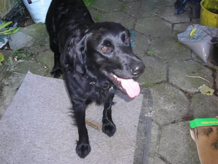 Blanding af racer yankie billede 18