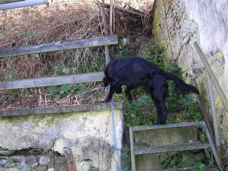 Blanding af racer yankie billede 19