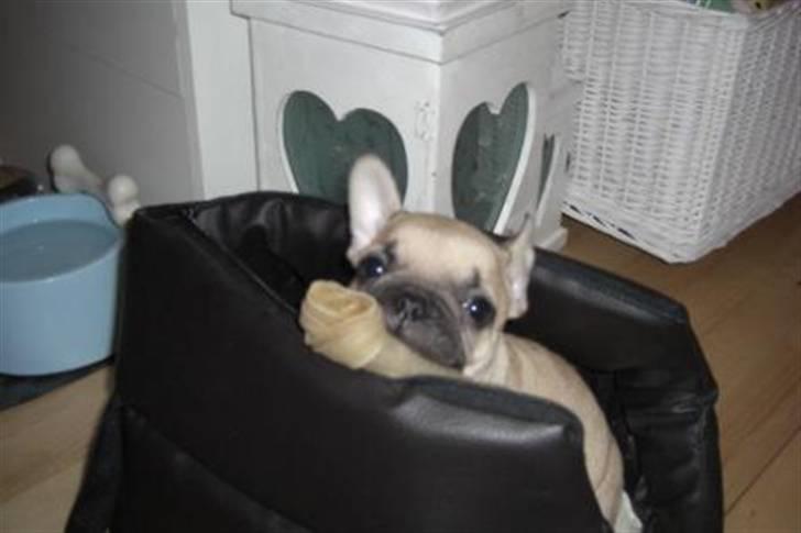 Fransk bulldog Milo - "Se hvad jeg fandt!" billede 4