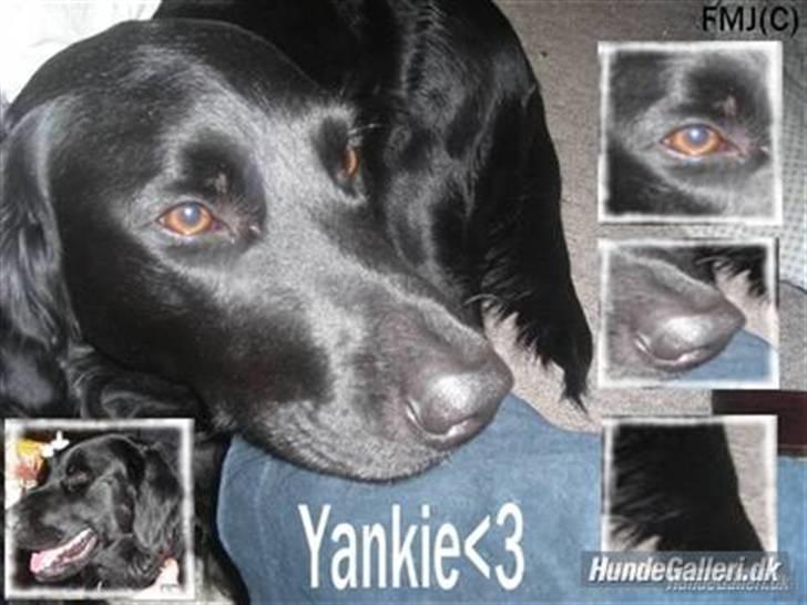 Blanding af racer yankie billede 20