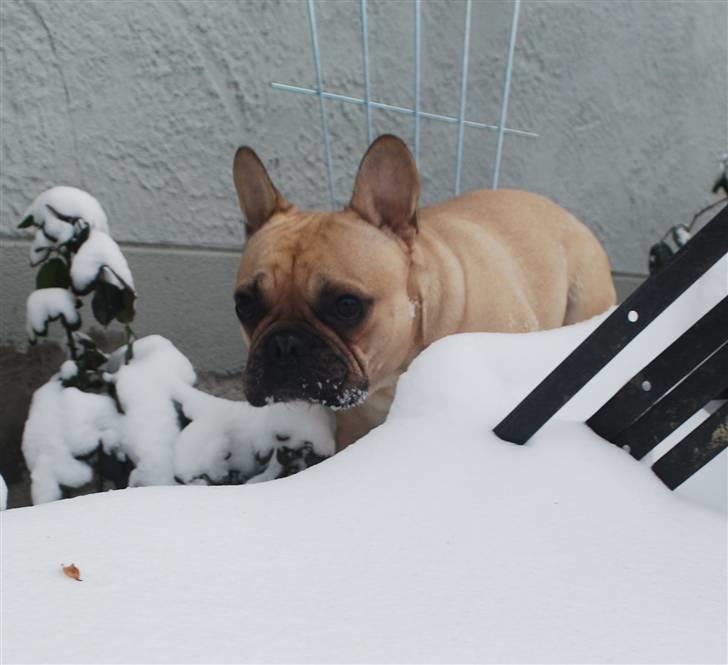 Fransk bulldog Milo billede 5