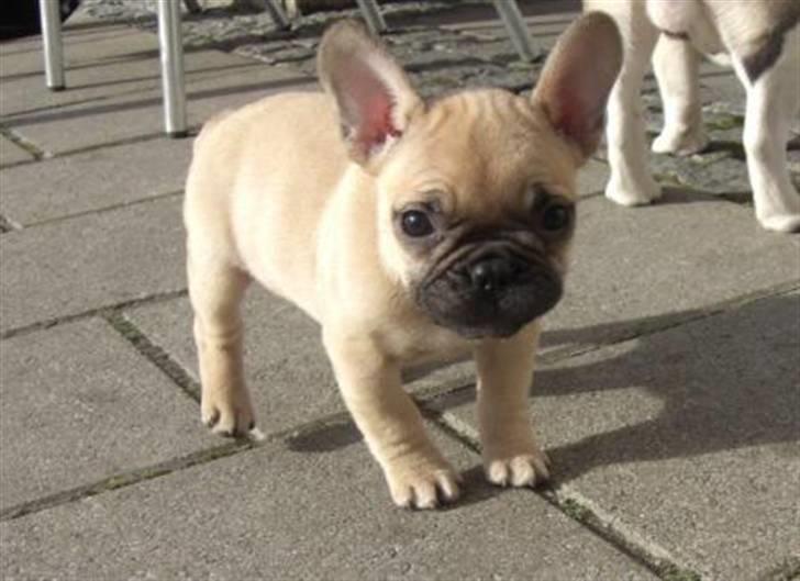 Fransk bulldog Milo - Milo som hvalp billede 6