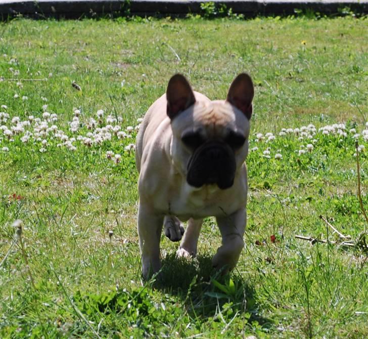 Fransk bulldog Milo billede 7