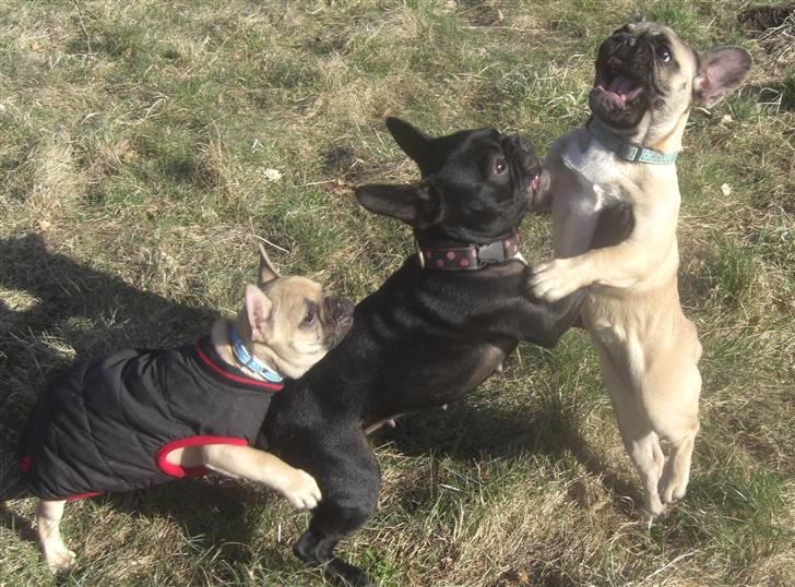 Fransk bulldog Milo - Dameglad :) Her med veninderne Fiona & Elvira billede 8