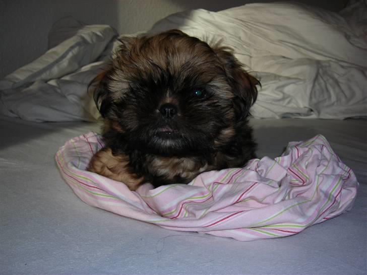 Shih tzu Bamse - Se mig! Se mig! Er jeg ikke sød... billede 18