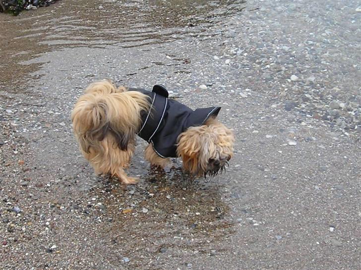 Shih tzu Bamse - hmm mon havvandet smager godt?? billede 19
