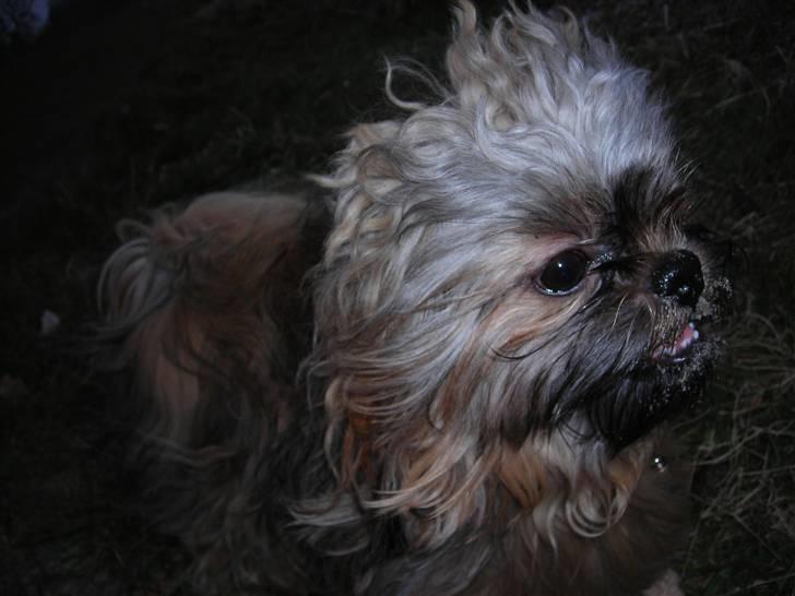 Shih tzu Bamse - Ihh hvor det altså blæser her på stranden... billede 20