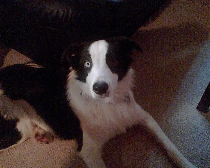 Border collie chigo billede 11