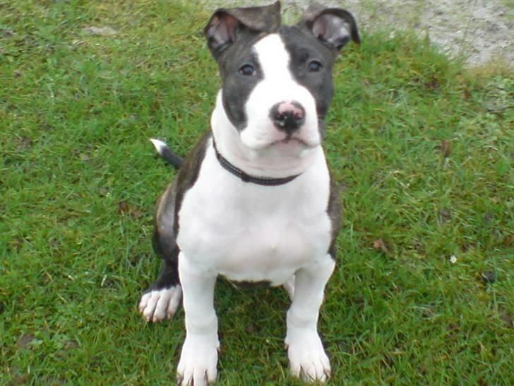 Amerikansk staffordshire terrier Armani billede 8