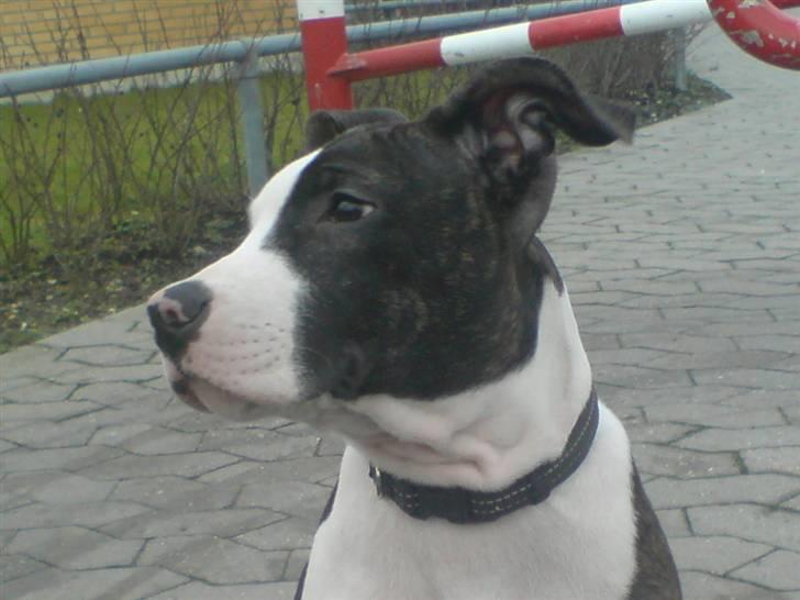 Amerikansk staffordshire terrier Armani billede 9