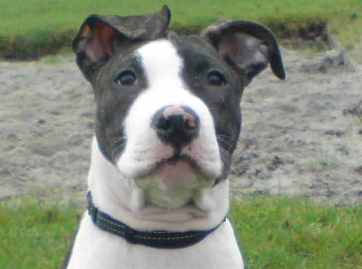 Amerikansk staffordshire terrier Armani billede 10