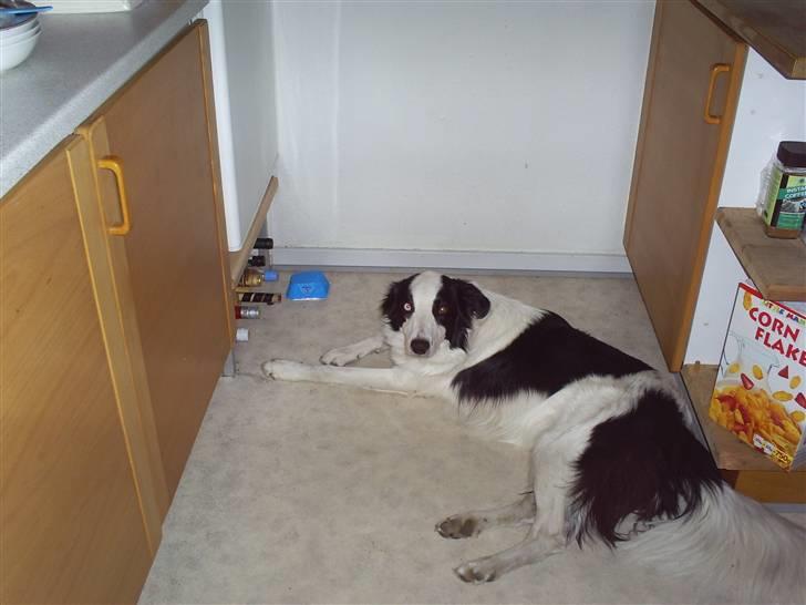 Border collie chigo billede 13
