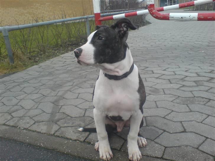 Amerikansk staffordshire terrier Armani billede 11
