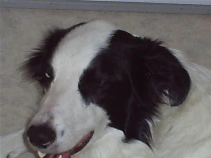 Border collie chigo billede 16