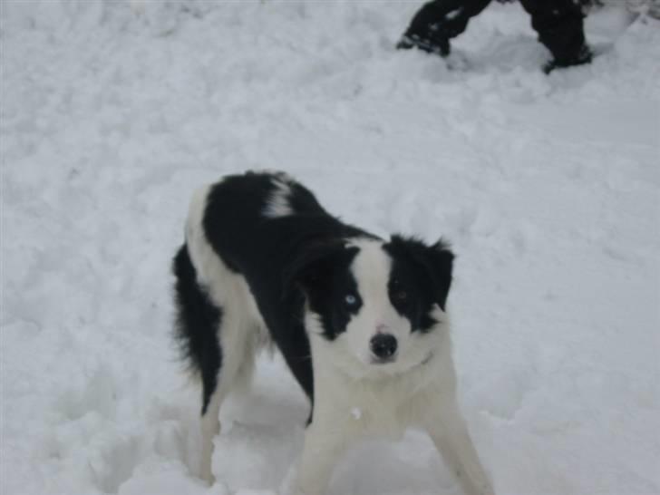 Border collie chigo billede 17