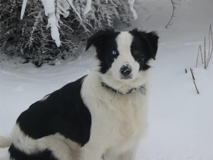 Border collie chigo billede 18