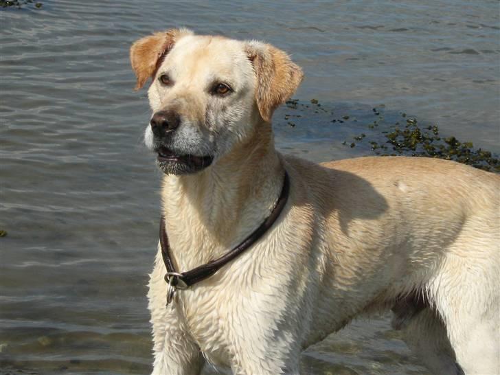 Labrador retriever Hugo.. (aflivet) - det er vist min profil billede 1