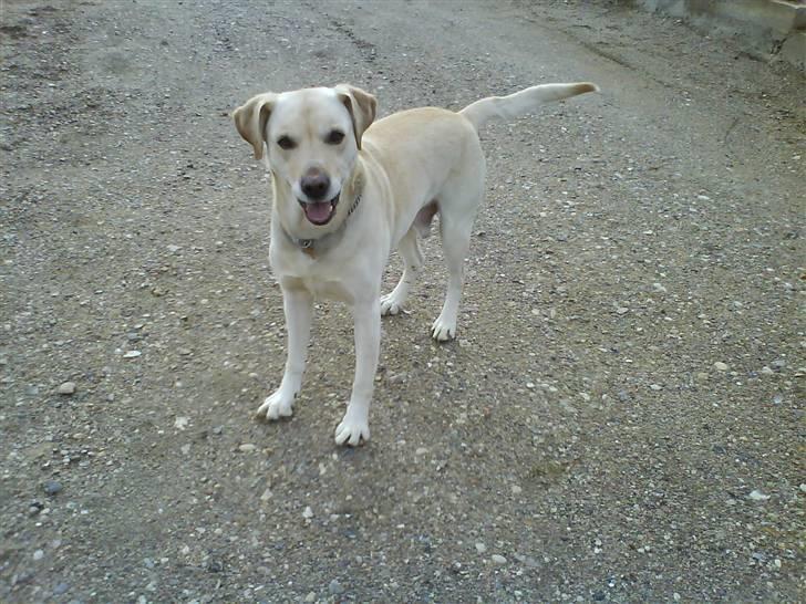 Labrador retriever Hugo.. (aflivet) - kom nu!!!!!!!!!!!!!  lidt sjovt skal det da være billede 2
