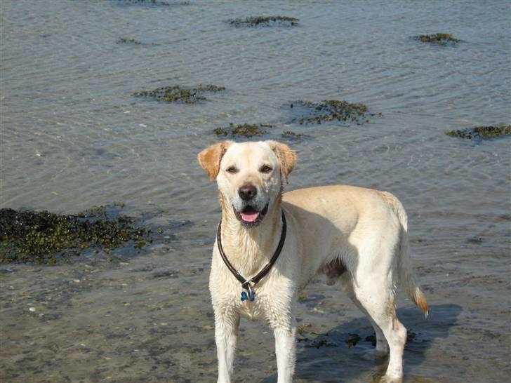 Labrador retriever Hugo.. (aflivet) - skulle lige holde de her blomster billede 3