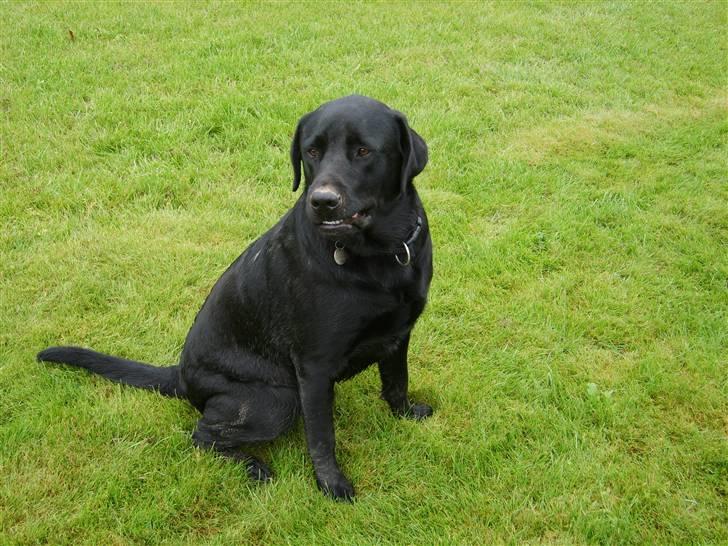 Blanding af racer Rocco - her er Rocco med dens "skummel face" billede 1