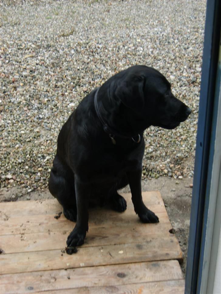 Blanding af racer Rocco - Hjemme hos os og "hjælpe" med at grave sokkel billede 2