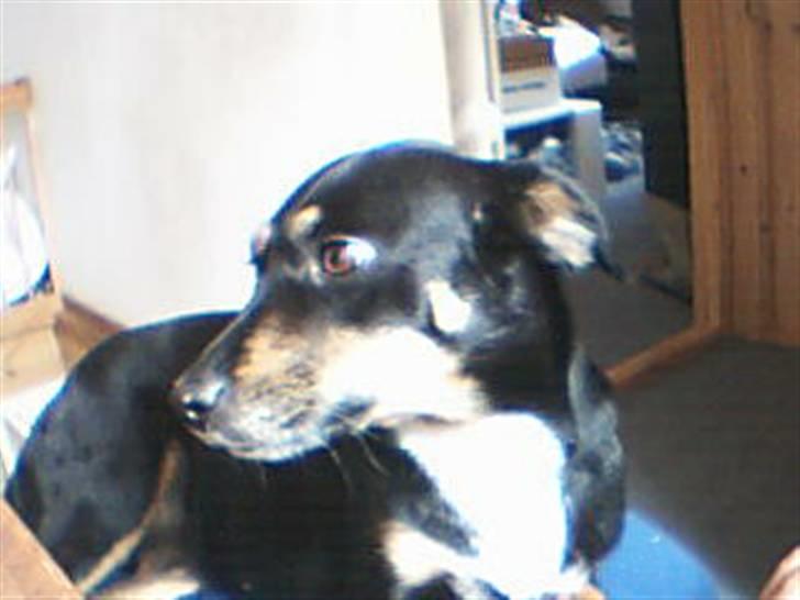 Dansk svensk gaardhund Molly<33 - Hej og velkommen til Molly´s profil;) kik hle testen og molly er uheædivis blevet gravid;) billede 1