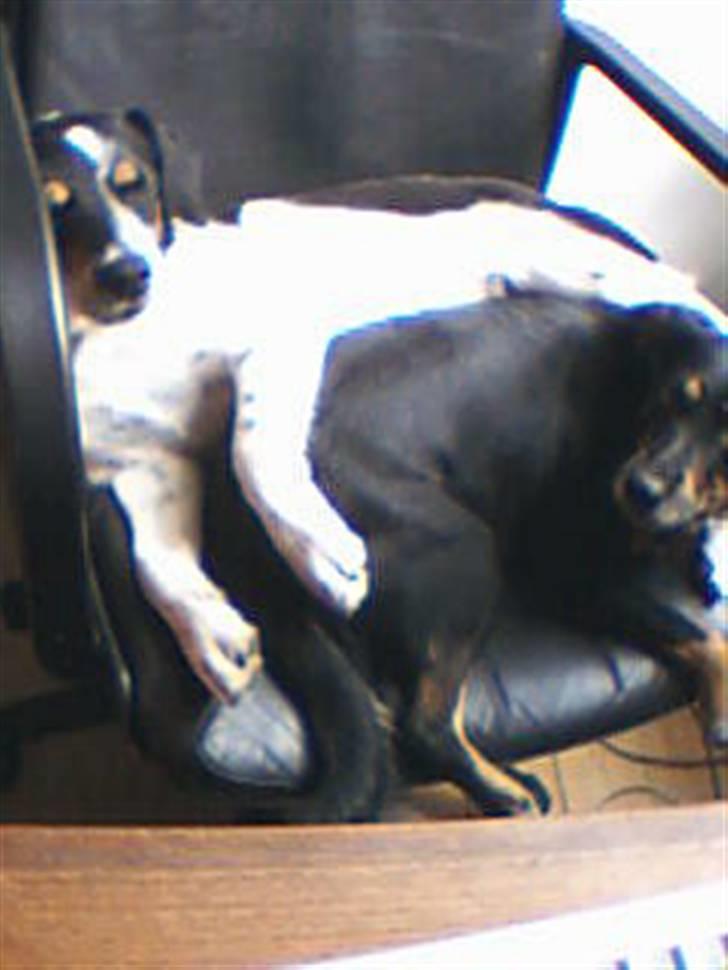 Dansk svensk gaardhund Molly<33 billede 2