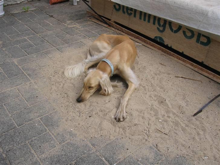 Saluki Qhandahar - ah varmt ørkensand billede 20