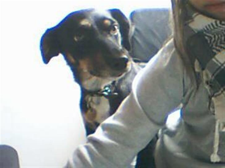 Dansk svensk gaardhund Molly<33 billede 3