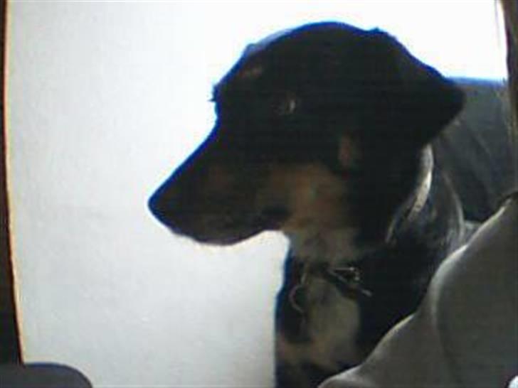 Dansk svensk gaardhund Molly<33 billede 4