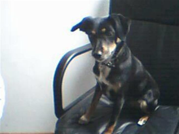 Dansk svensk gaardhund Molly<33 billede 5