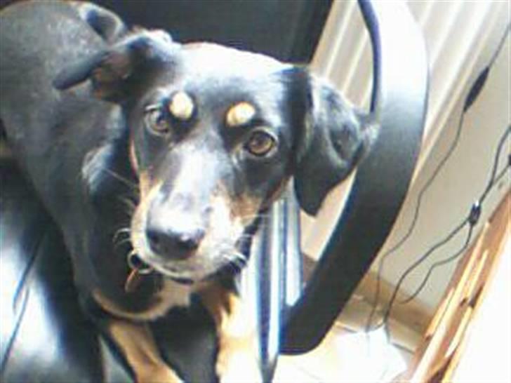 Dansk svensk gaardhund Molly<33 billede 6