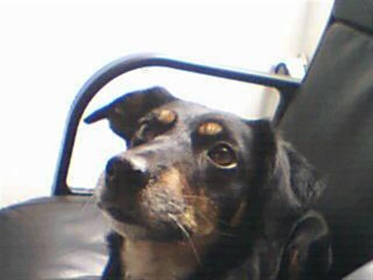 Dansk svensk gaardhund Molly<33 billede 7