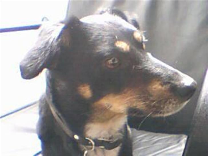 Dansk svensk gaardhund Molly<33 billede 8