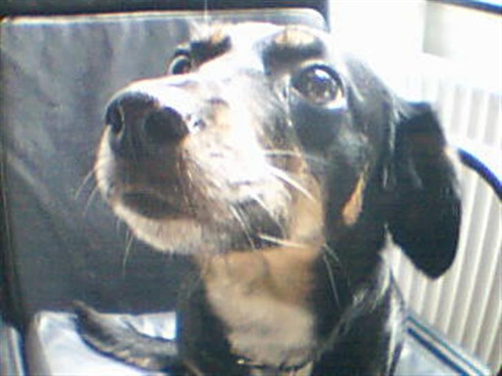 Dansk svensk gaardhund Molly<33 billede 9