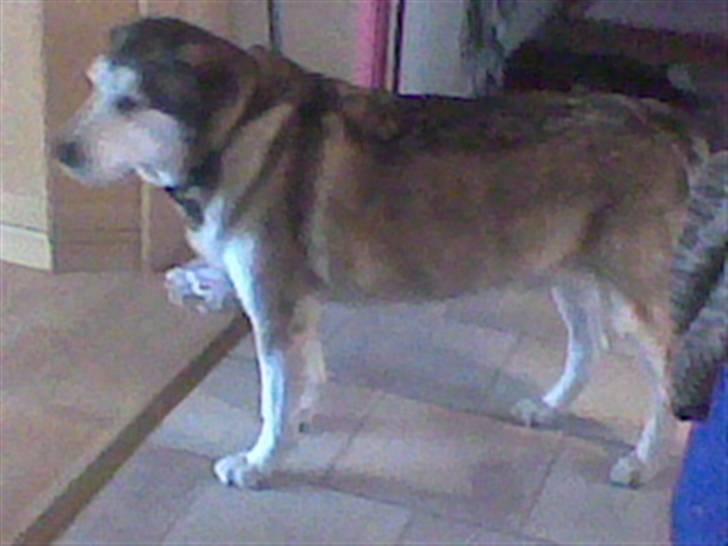 Blanding af racer Jaco - Var der nogen der sagde flot hund? billede 1