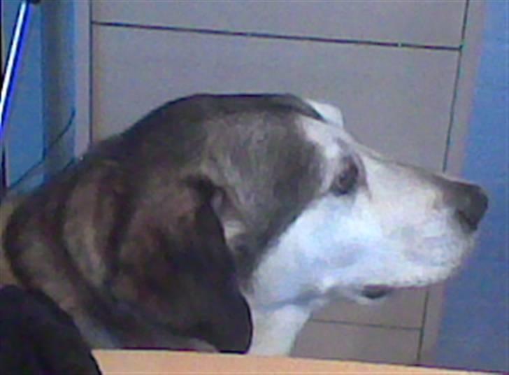 Blanding af racer Jaco - "Årh kom nu giv mig det sidste stykke brød" billede 2