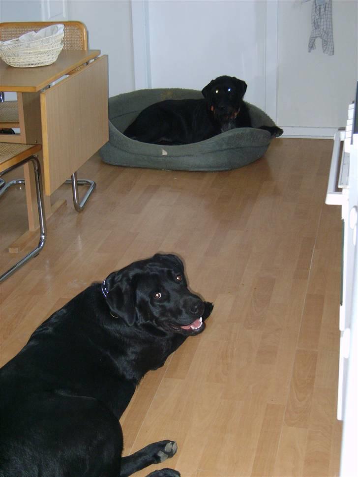 Blanding af racer Rocco - Her er Rocco med dens buddy Buster billede 3