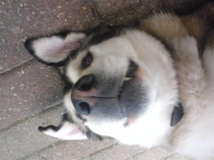 Blanding af racer Jaco - Jaco leger rigtig Husky - med stritører og det hele billede 3