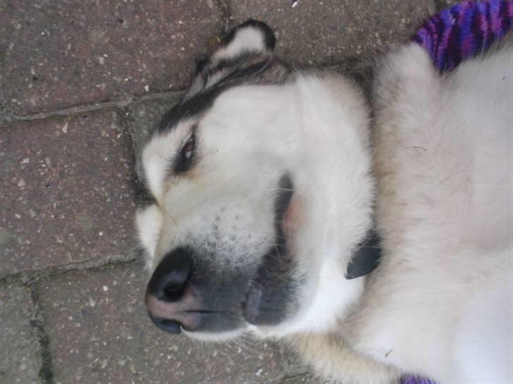 Blanding af racer Jaco - Ligner den ikke lidt en pungrotte her?(Dem fra ice age2) billede 4