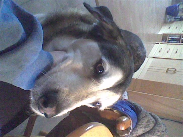 Blanding af racer Jaco - Klø mig - kom nu.... billede 5