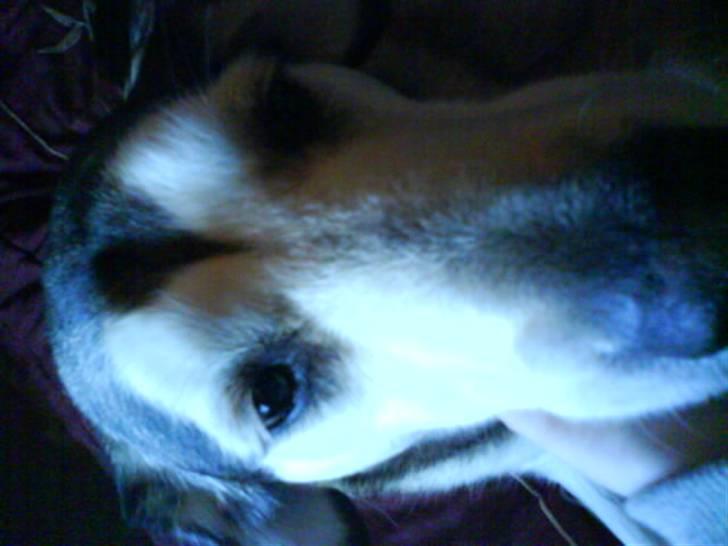 Blanding af racer Jaco - Ja ja den kan også ligne en filmstjerne - Wolf fra "Lille Doktor på Prærien" billede 6