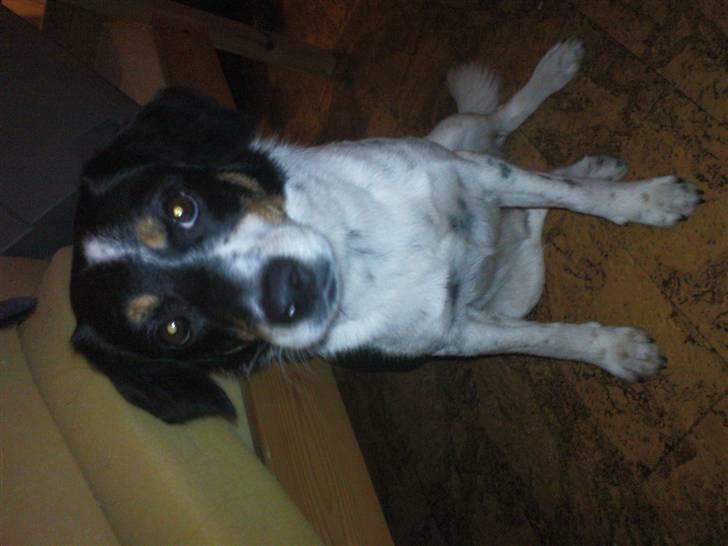 Dansk svensk gaardhund Polle - bette sølle polle fyr<3;) billede 14