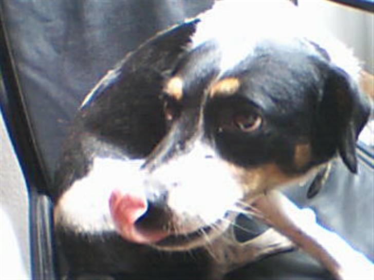 Dansk svensk gaardhund Polle billede 15