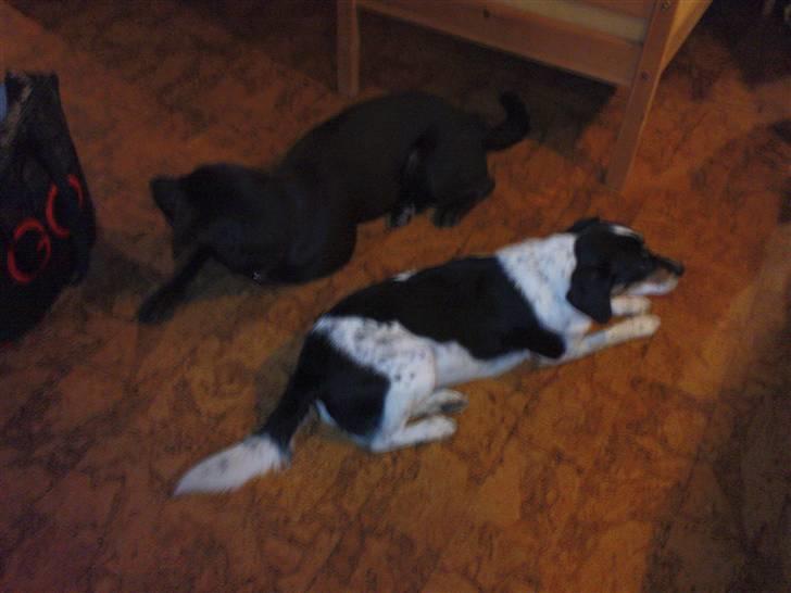 Dansk svensk gaardhund Polle billede 16