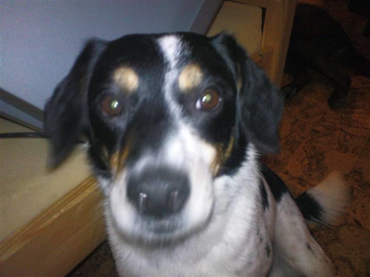 Dansk svensk gaardhund Polle - Stort hovede;D billede 17