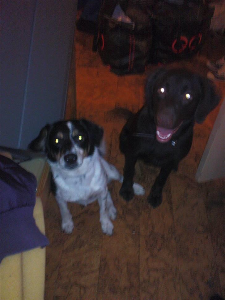 Dansk svensk gaardhund Polle - bette polle og bette Tanni<33:O billede 18