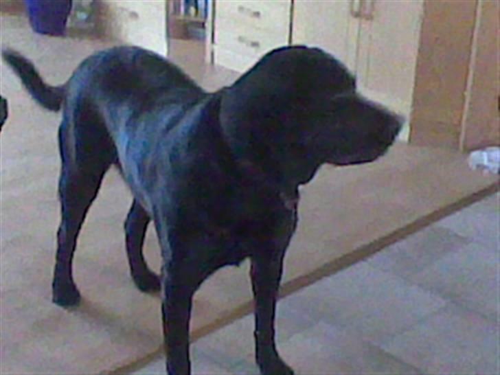 Blanding af racer Rocco - Floooooot hund.. billede 4