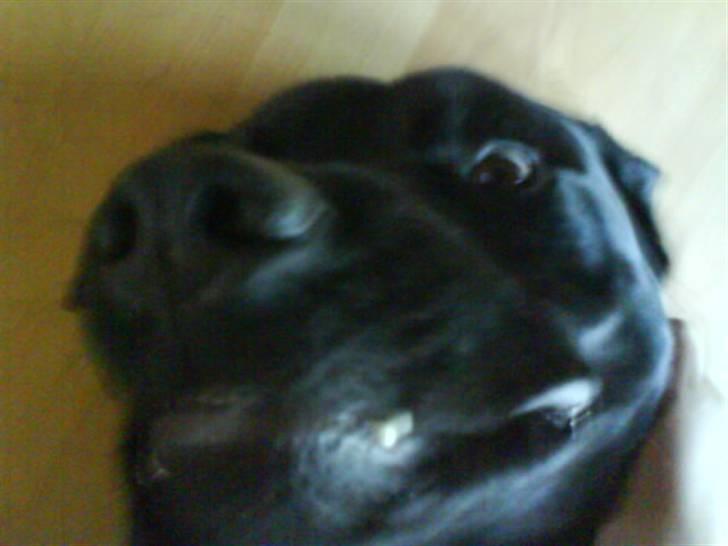 Blanding af racer Rocco - Griiiiiim hund... ;-) billede 5